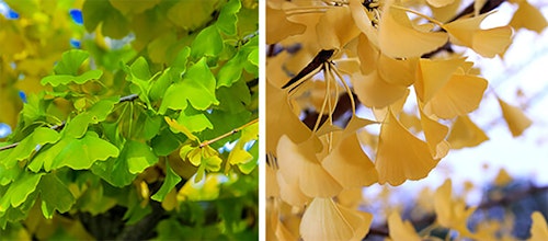 2 images of the gingko tree leaves, one in the spring when green and then in the fall when turning yellow