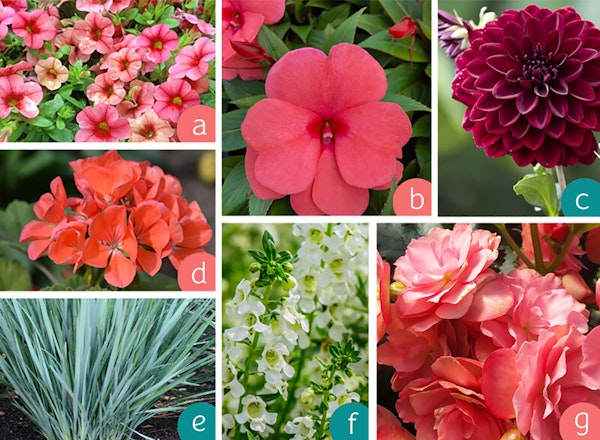 Multiple images of coral colored plants and plants that compliment the living coral color