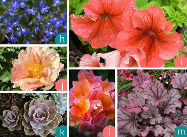 Multiple images of coral colored plants and plants that compliment the living coral color