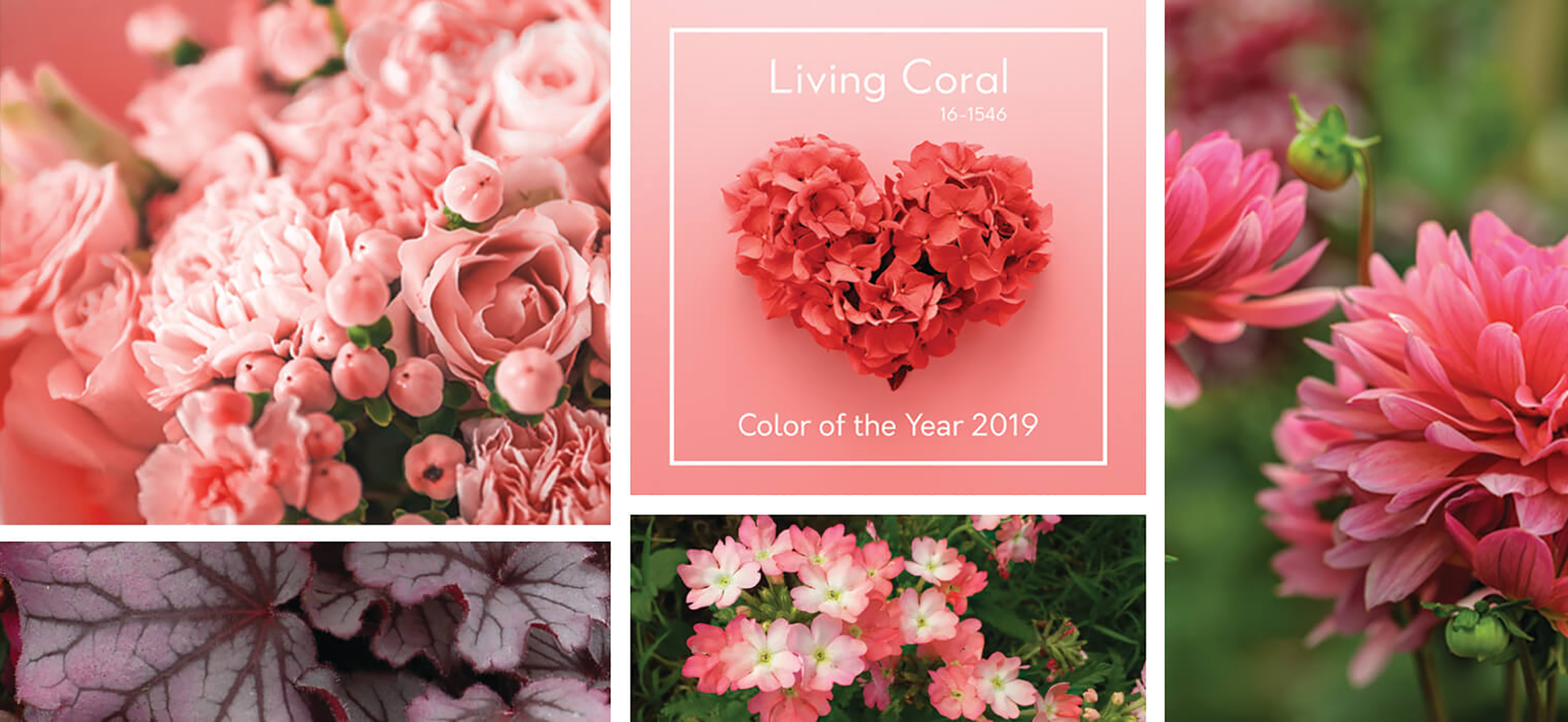 Living coral 2019 color of the year banner Living coral 2019 color of the year with images displaying flowers and plants in that color
