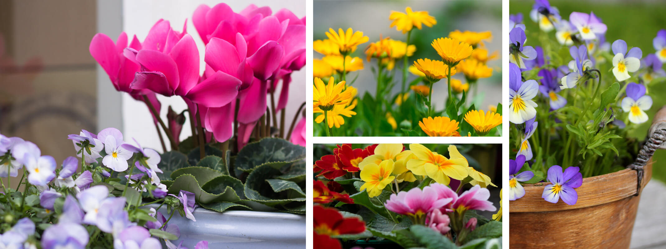 4 images of fall color plants that last a long time beginning with pansies and cyclamen, then calendula and primroses of various colors, and finally an image of violas in a pot