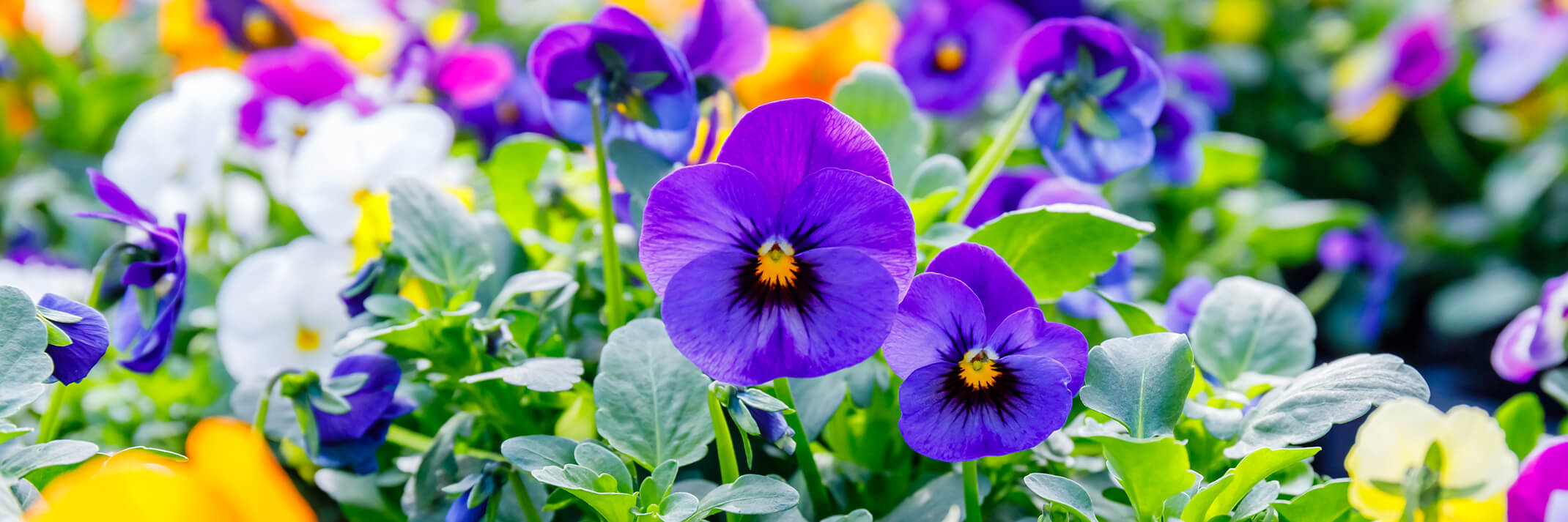 An assortment of pansies in an array of different colors with 2 purple pansies facing forward