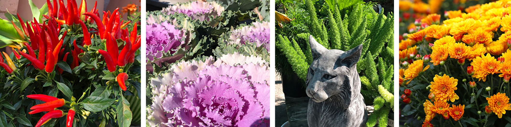 4 images of cool season plants starting with ornamental red peppers, then ornamental cabbage, followed by and image of the los gatos statue in front of ferns and the last image is orange mums