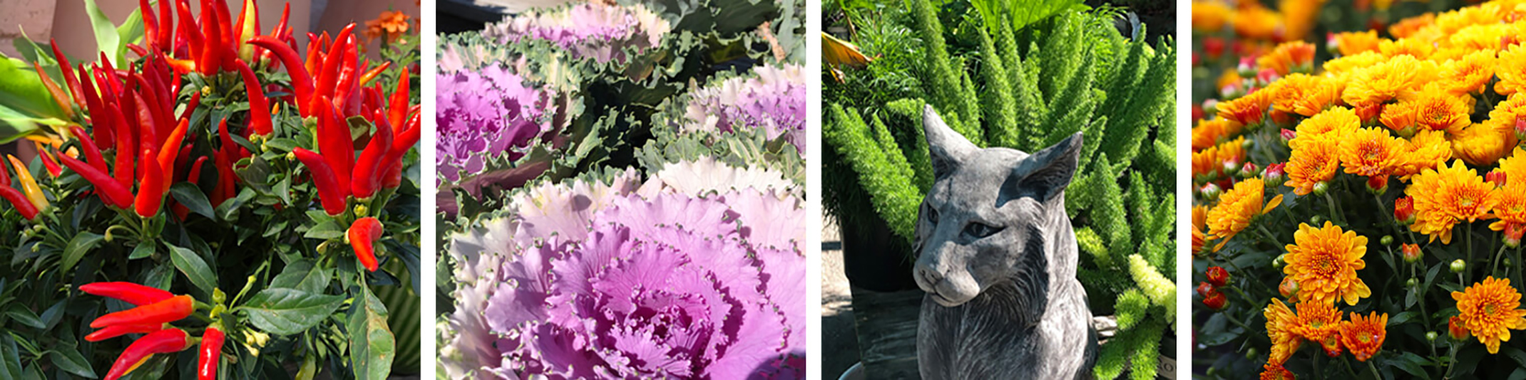Cool season color with ornamental peppers, cabbage, ferns and mums 4 images of cool season plants starting with ornamental red peppers, then ornamental cabbage, followed by and image of the los gatos statue in front of ferns and the last image is orange mums
