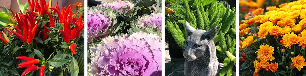 4 images of cool season plants starting with ornamental red peppers, then ornamental cabbage, followed by and image of the los gatos statue in front of ferns and the last image is orange mums
