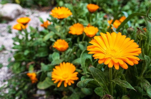 Calendula flowers planted near a rock that is blurred in the background