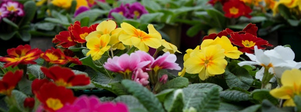 Assorted colors of primroses