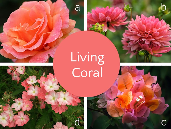 4 examples of plants whose color match that of 2019's color of the year, living coral