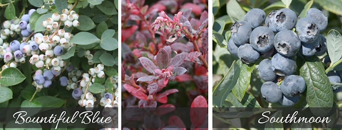 3 images of blueberries including bountiful blue and southmoon 