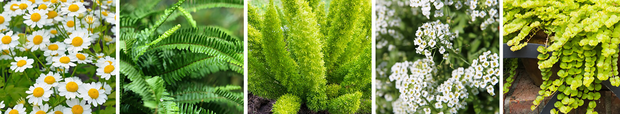 5 images of plants that complement ultra violet plants starting with white daisies, 2 types of ferns, alyssum and creeping jenny