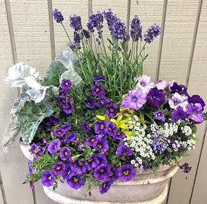 Ultra violet container garden custom creation in a rustic white tub
