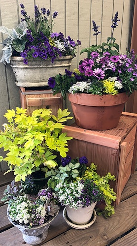 Ultra violet container gardens customly created and displayed together