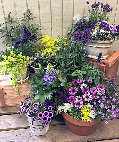 Ultra violet container gardens customly created and displayed together