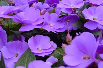 impatiens ultra violet