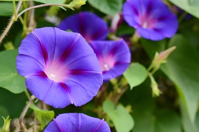 ipomea vine showing the beautiful purple flower