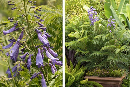 2 images of jacaranda blue, one of the blooming stem and the second image is the jacaranda in a container