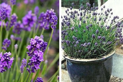 two images of lavender, the first is a close up of the flowers and the second image is lavender planted in a blue pot