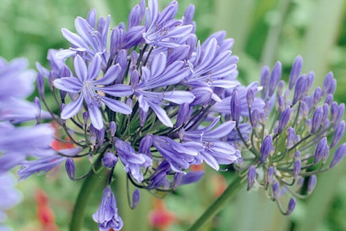 lily of the nile or agapanthus close up