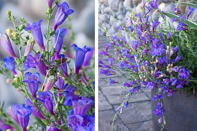 2 images of ultra violet penstemon one close up and the second image of the plant in a container