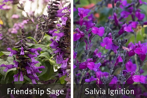 two images of sage, the first is friendship sage and the second is salvia ignition
