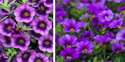 two images of purple calibrachoa