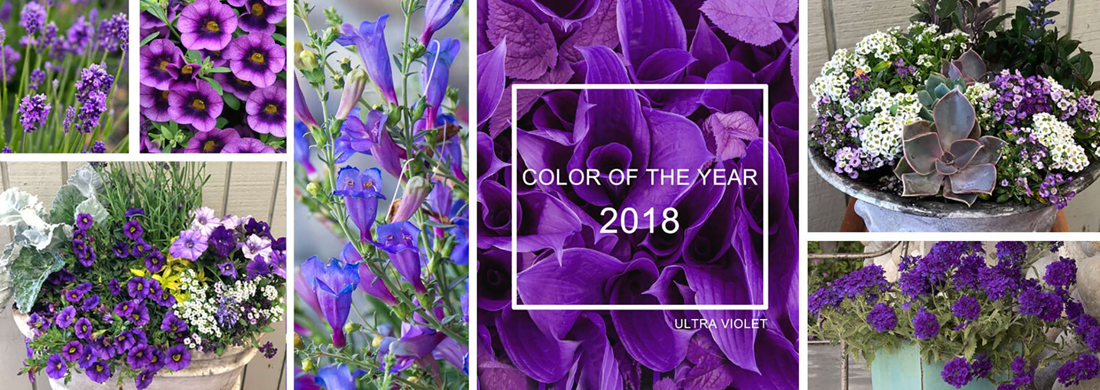 Assorted purple and violet plants and displays of puple and complimentary plants in containers for 2018's color of the year, ultra violet