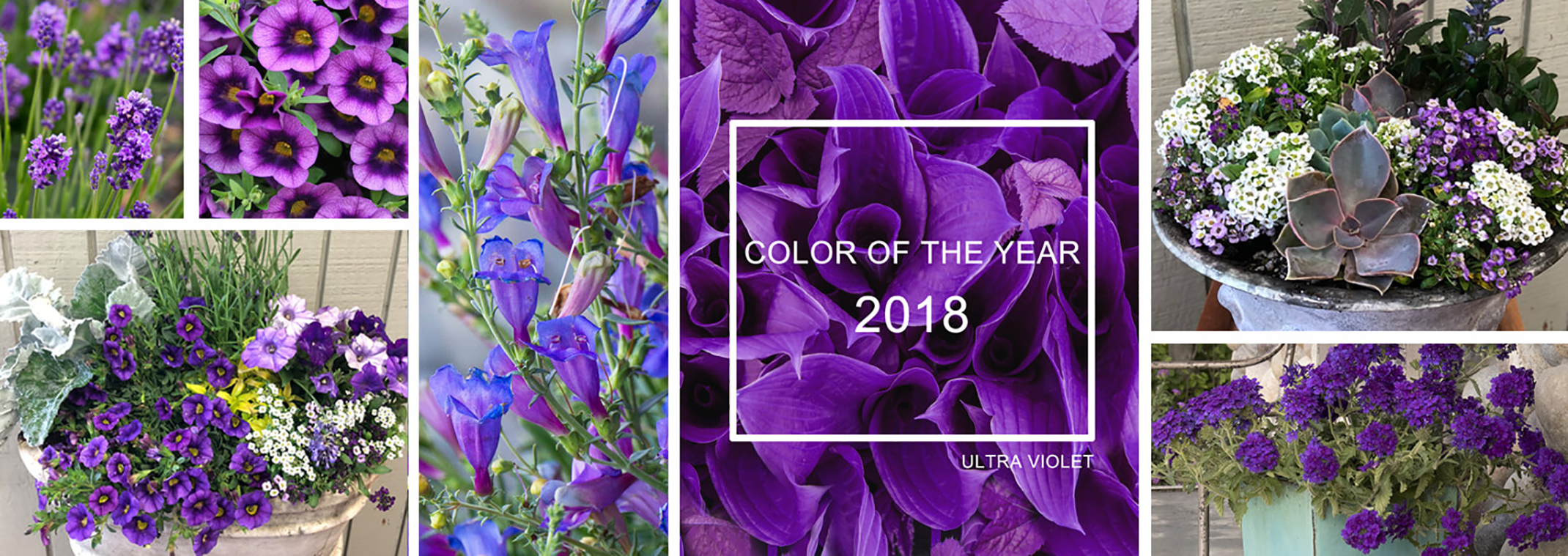 Ultra violet color of the year for 2018 banner Assorted purple and violet plants and displays of puple and complimentary plants in containers for 2018's color of the year, ultra violet