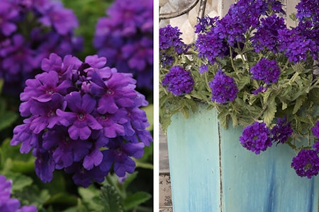 2 images of purple verbena, one up close of the purple flower and the other of the plant in a blue container