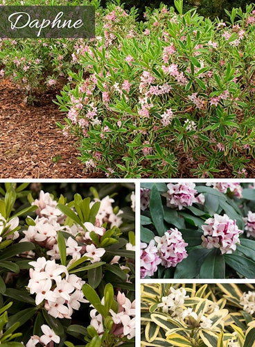 daphne for scented patio Assorted images of daphne