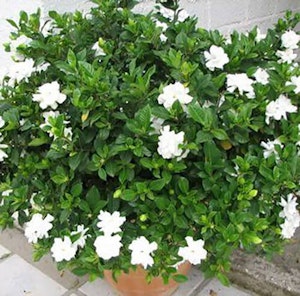 Gardenia in a container for scented patio gardenia plant in a terra cotta pot