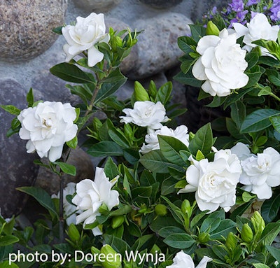 Gardenia ever blooming by Monrovia for scented patio photo by Doreen Wynja Gardenia ever blooming plant by monrovia in front of river rock wall