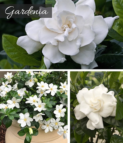 3 images of gardenia 2 images of just a single bloom and one image of gardenia planted in a container