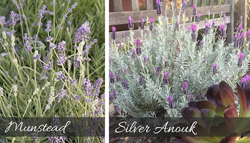 Lavender Munstead and Silver Anouk for scented patio 2 images of lavender, the first is munstead and the second is silver anouk paired with a succulent