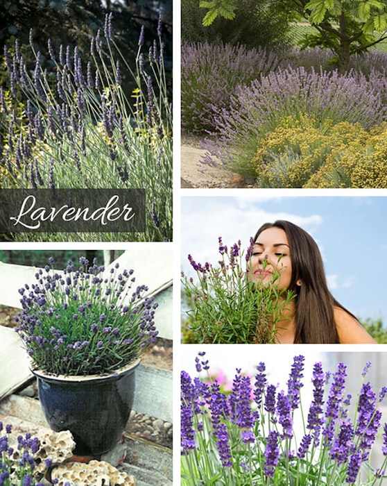 Assorted images of lavender including lavender in a landscape setting, potted lavender and a woman smelling lavender