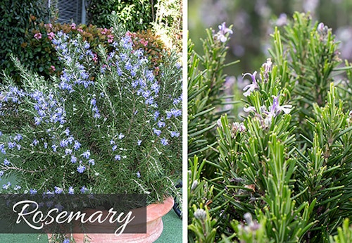 rosemary for scented patio two images of rosemary, one in a terra cotta container and the second is a close up view