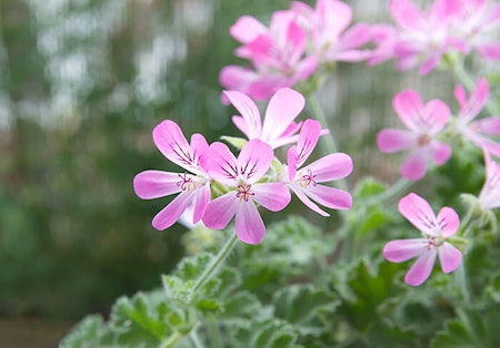 pink scented geraniums
