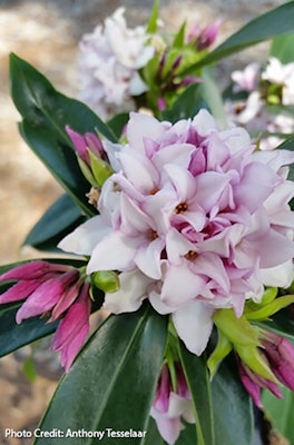 daphne from Monrovia photo by anthony tesselaar for scented patio