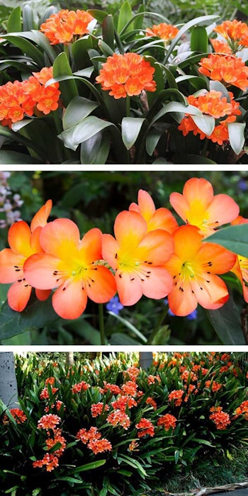 3 images of bush lily
