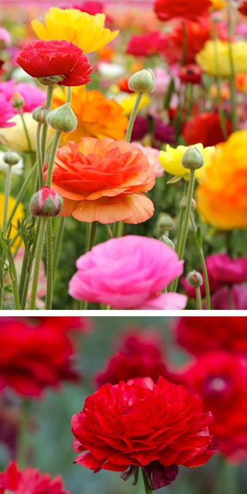2 images of ranunculus, the first is an assortment of colors and the second is red only