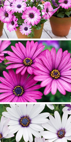 3 images of osteos or osteospermums, two are pink of which one is potted and the third image is a light lavender