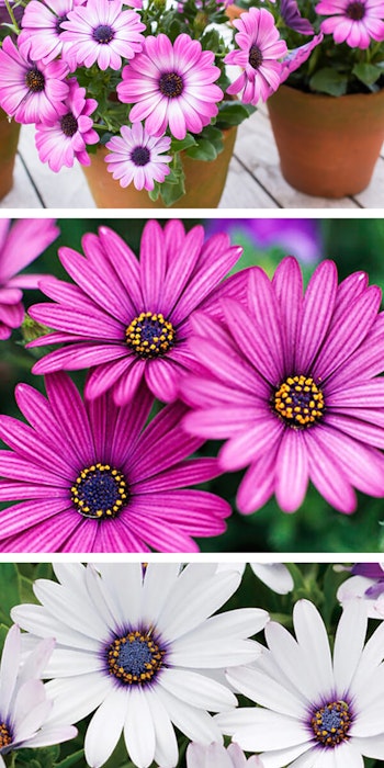 osteo or ostespermums for color that lasts 3 images of osteos or osteospermums, two are pink of which one is potted and the third image is a light lavender