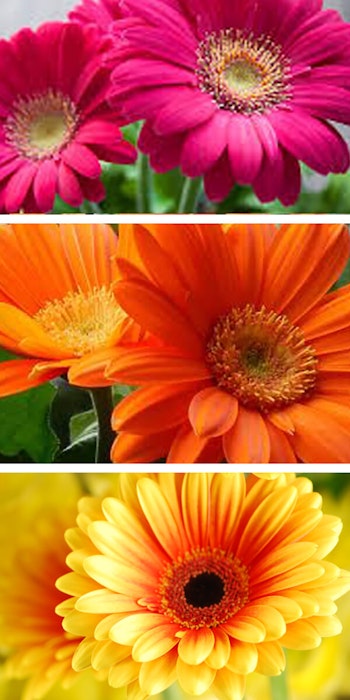 3 images of gerbera daisy flowers with different colors of dark pink, then orange and yellow with an orange center