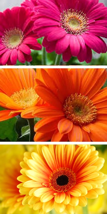 gerber daisy flowers for color that lasts 3 images of gerbera daisy flowers with different colors of dark pink, then orange and yellow with an orange center