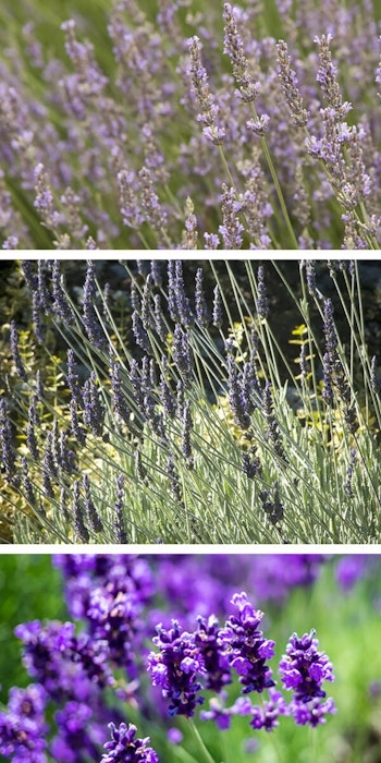 3 images of lavender