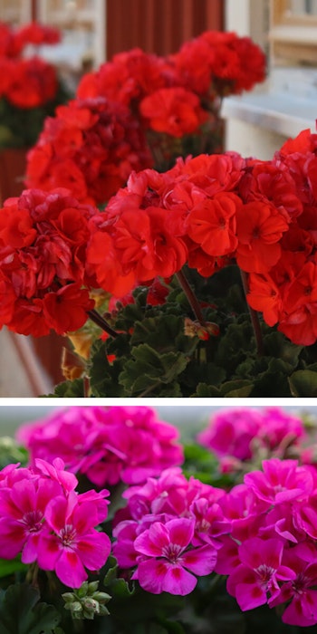 2 images of geraniums, the first is a red geranium in a planter box in front of a window and the second is a deep pink