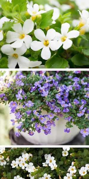 3 images of bacopa of which 2 are white and one is purple