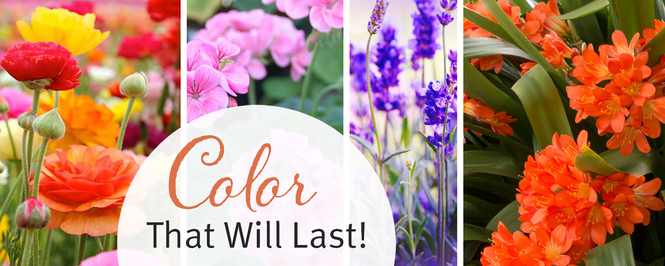 2 images that include a mixed color assortment of ranunculus, pink geraniums, lavender, and busy lily with the words, color that will last! on the image