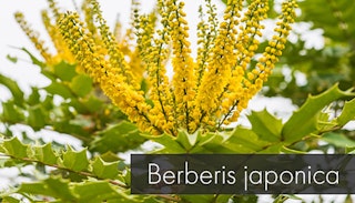 berberis japonica plant