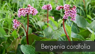 bergenia cordfolia plant