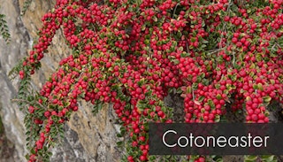 coton easter growing over a shale retainer wall